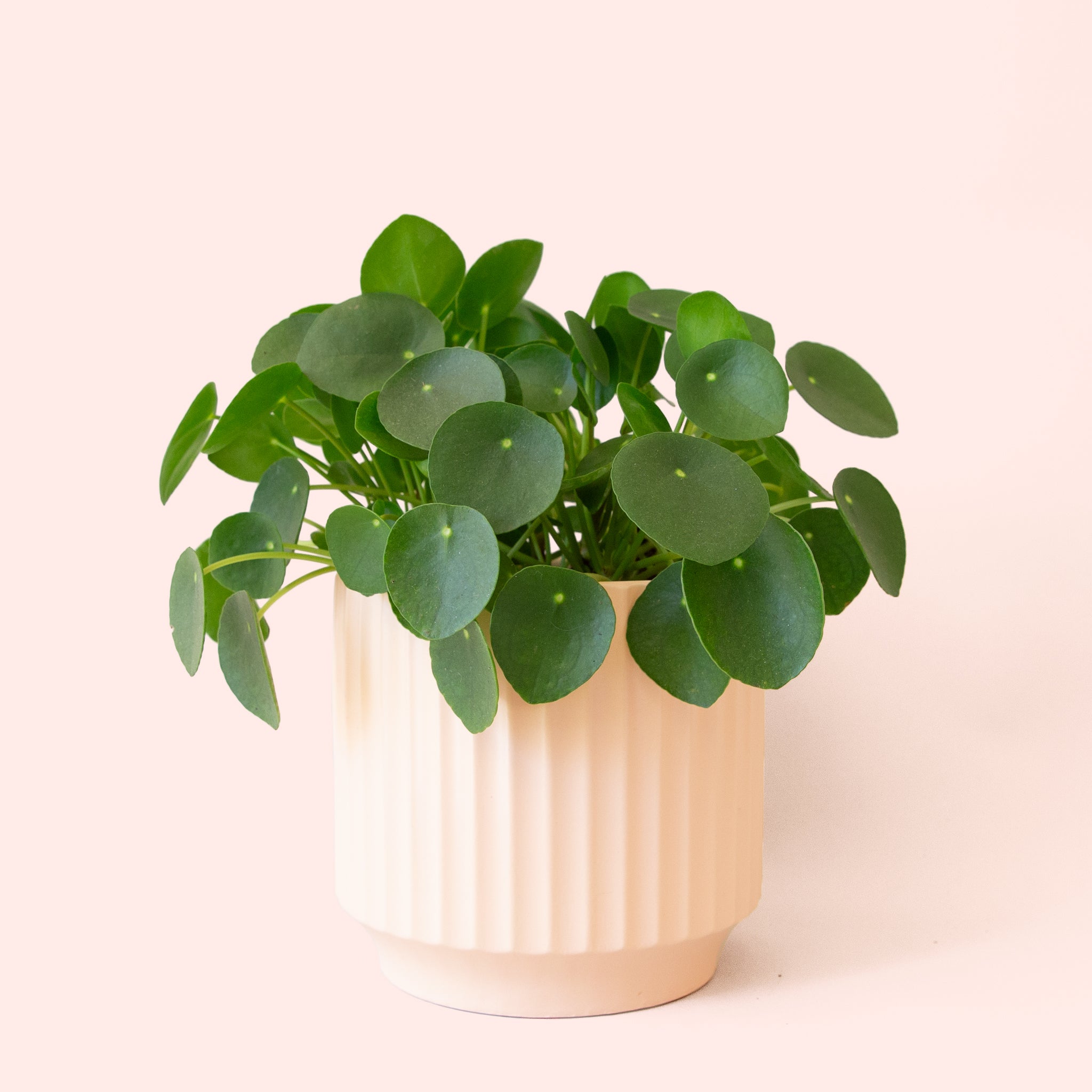 Pilea | Peperomioide