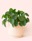 Pilea | Peperomioide