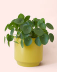 Pilea | Peperomioide