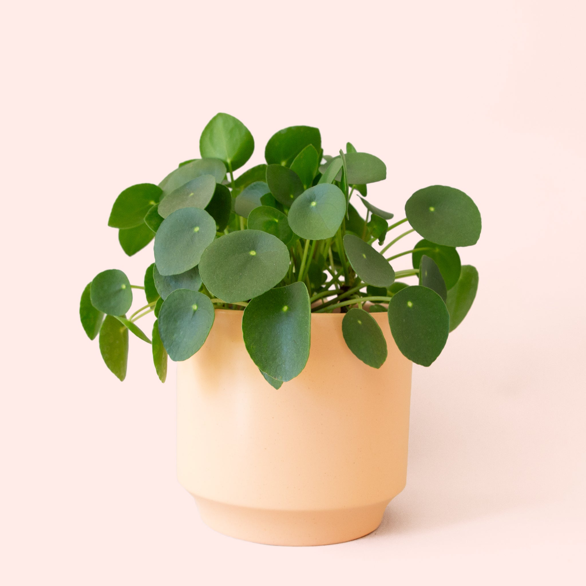 Pilea | Peperomioide