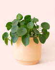 Pilea | Peperomioide