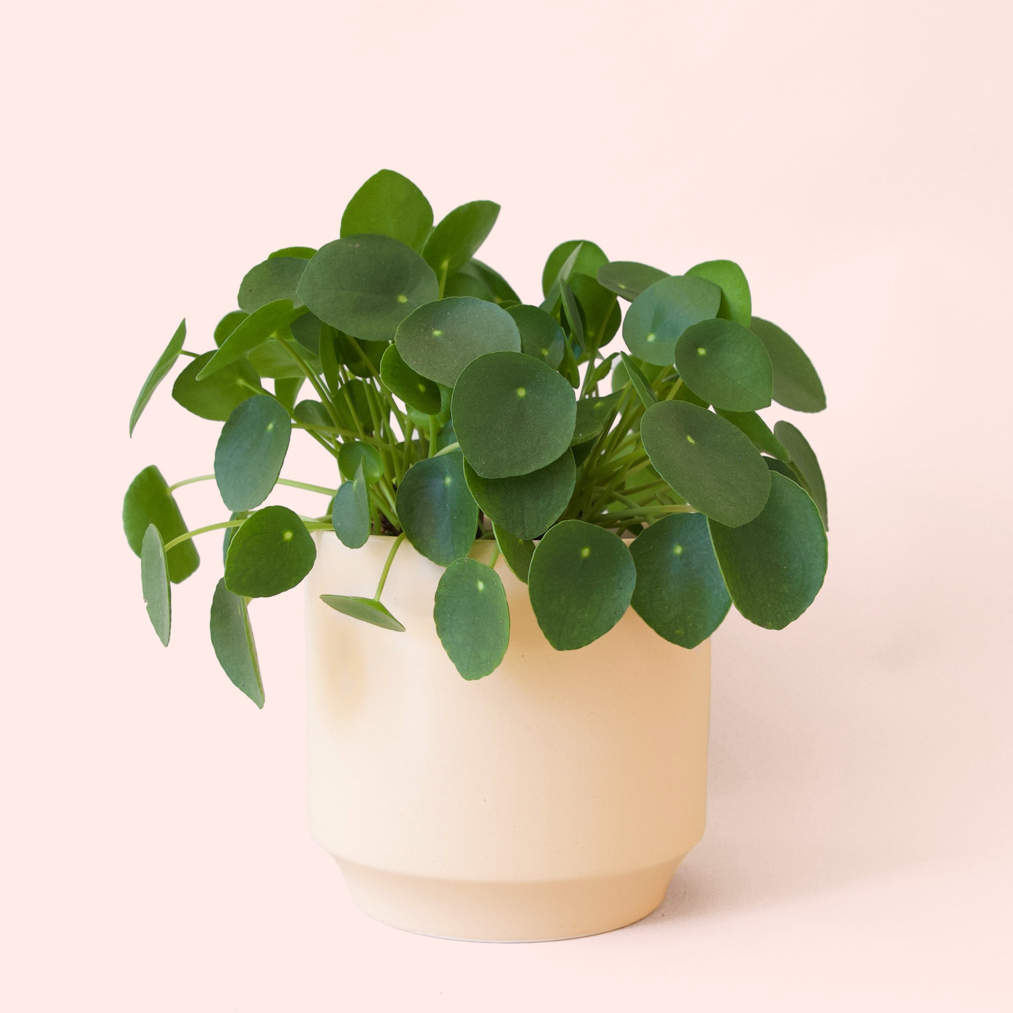 Pilea | Peperomioide