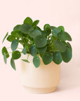 Pilea | Peperomioide