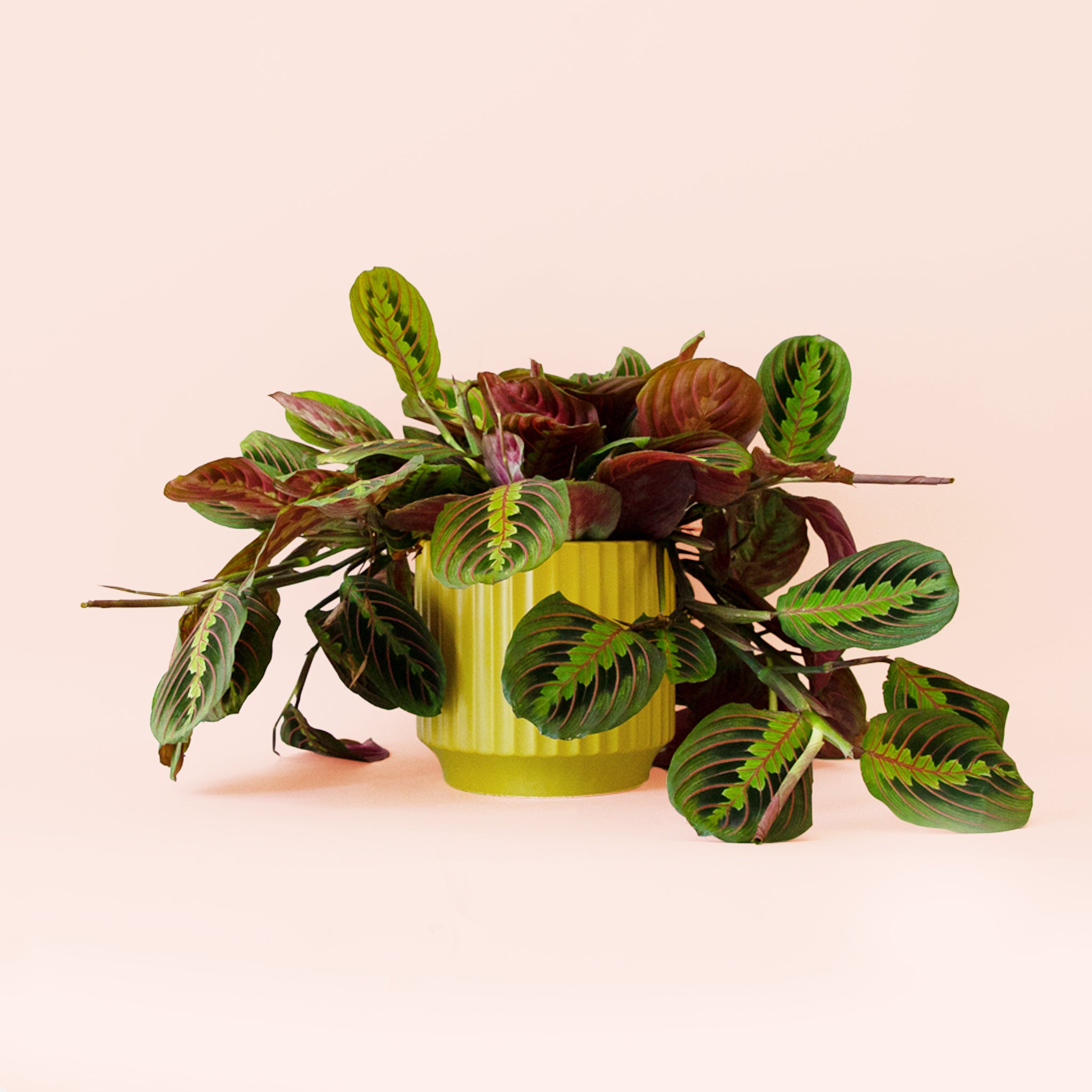 Maranta | Prayer Plant | Red