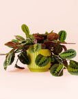 Maranta | Prayer Plant | Red