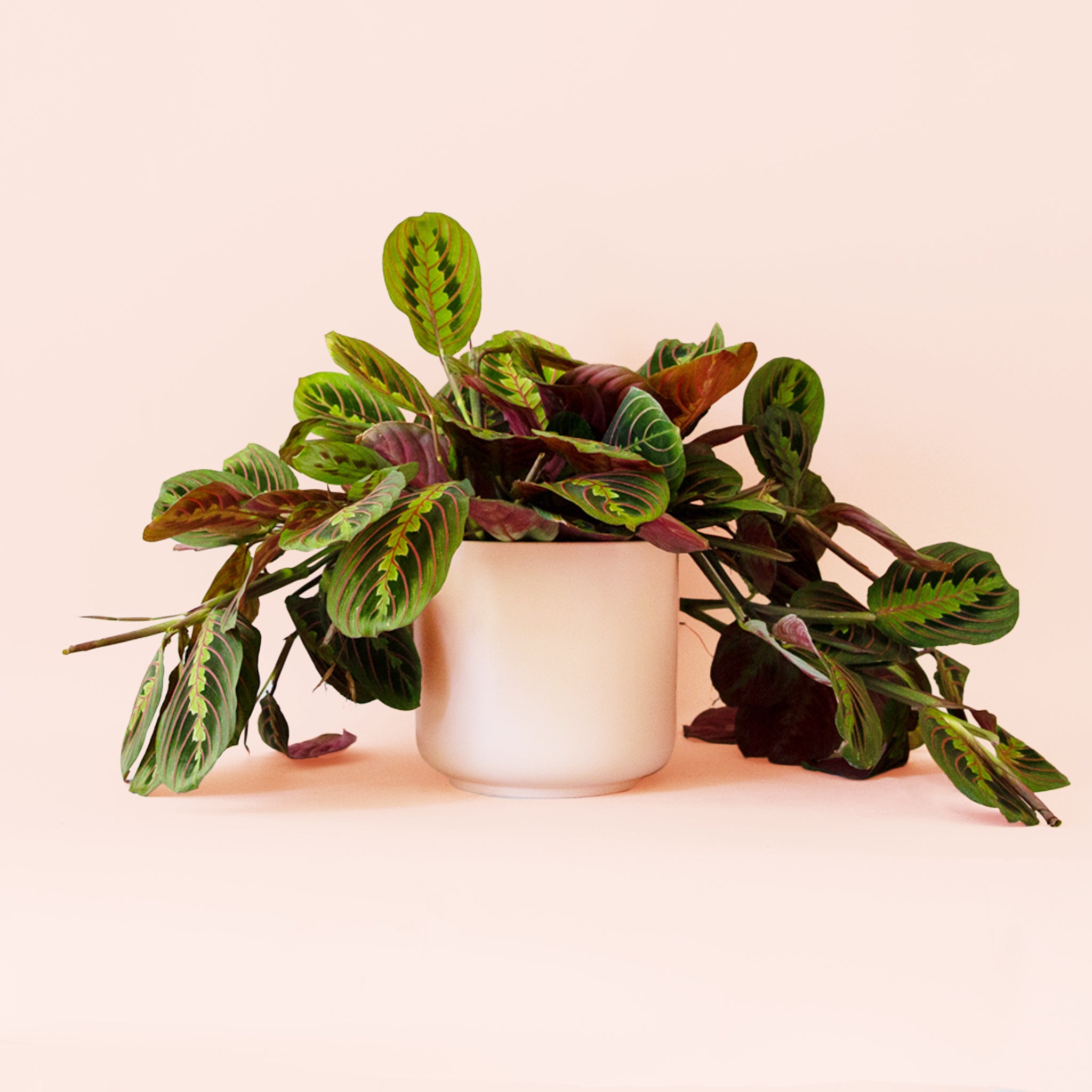 Maranta | Prayer Plant | Red