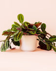 Maranta | Prayer Plant | Red