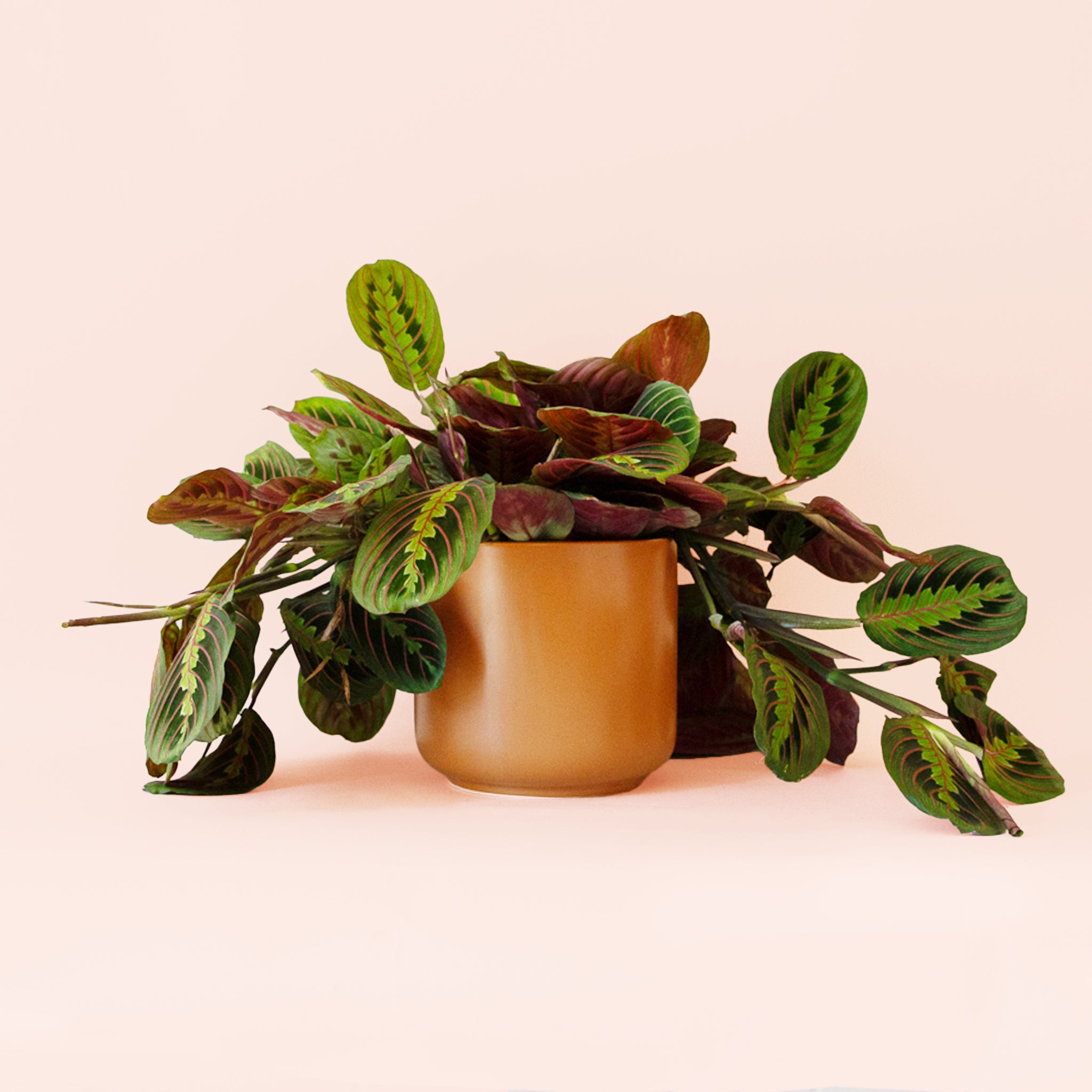 Maranta | Prayer Plant | Red