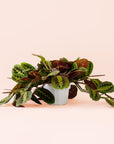 Maranta | Prayer Plant | Red