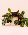 Maranta | Prayer Plant | Red