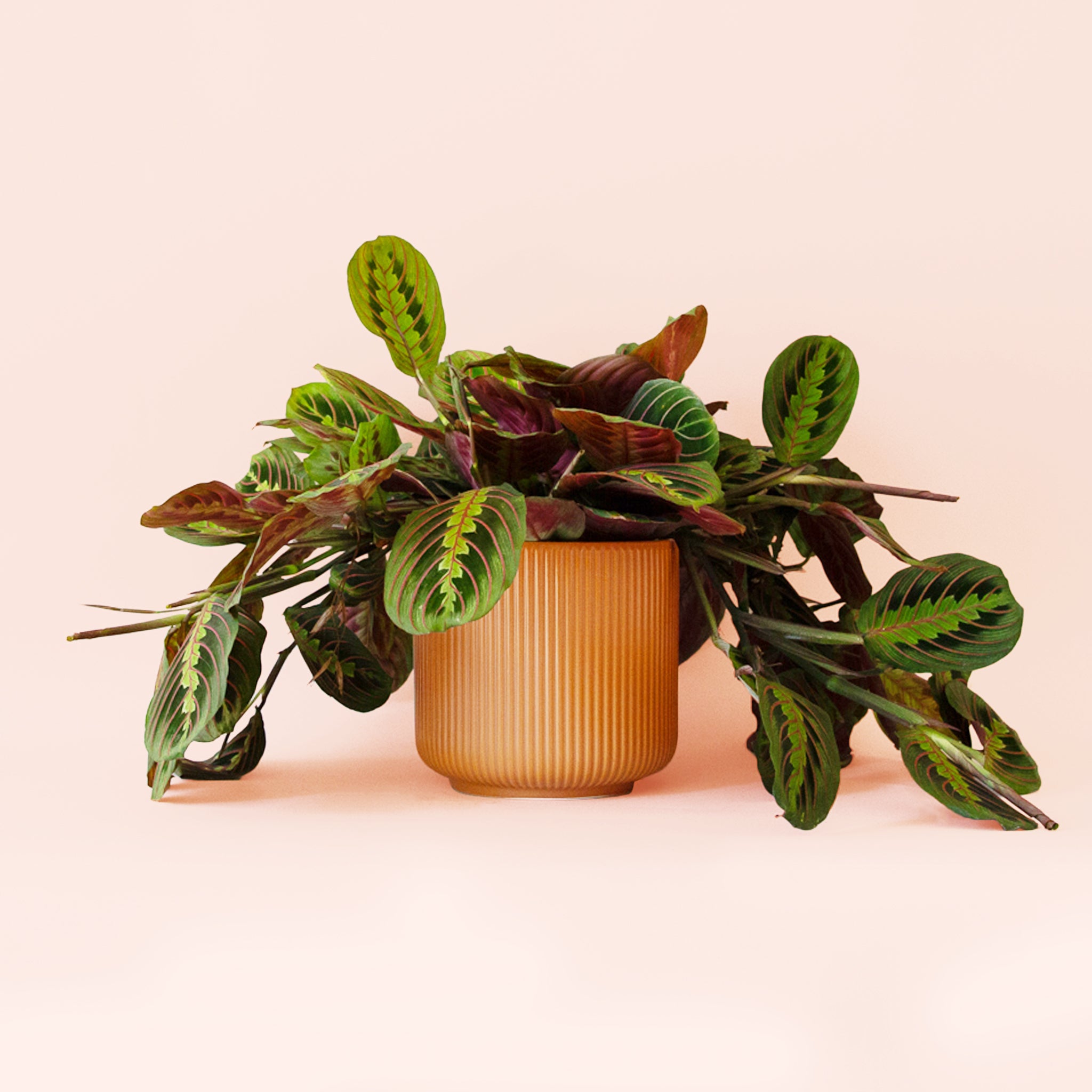 Maranta | Prayer Plant | Red