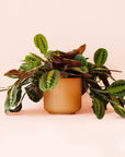 Maranta | Prayer Plant | Red