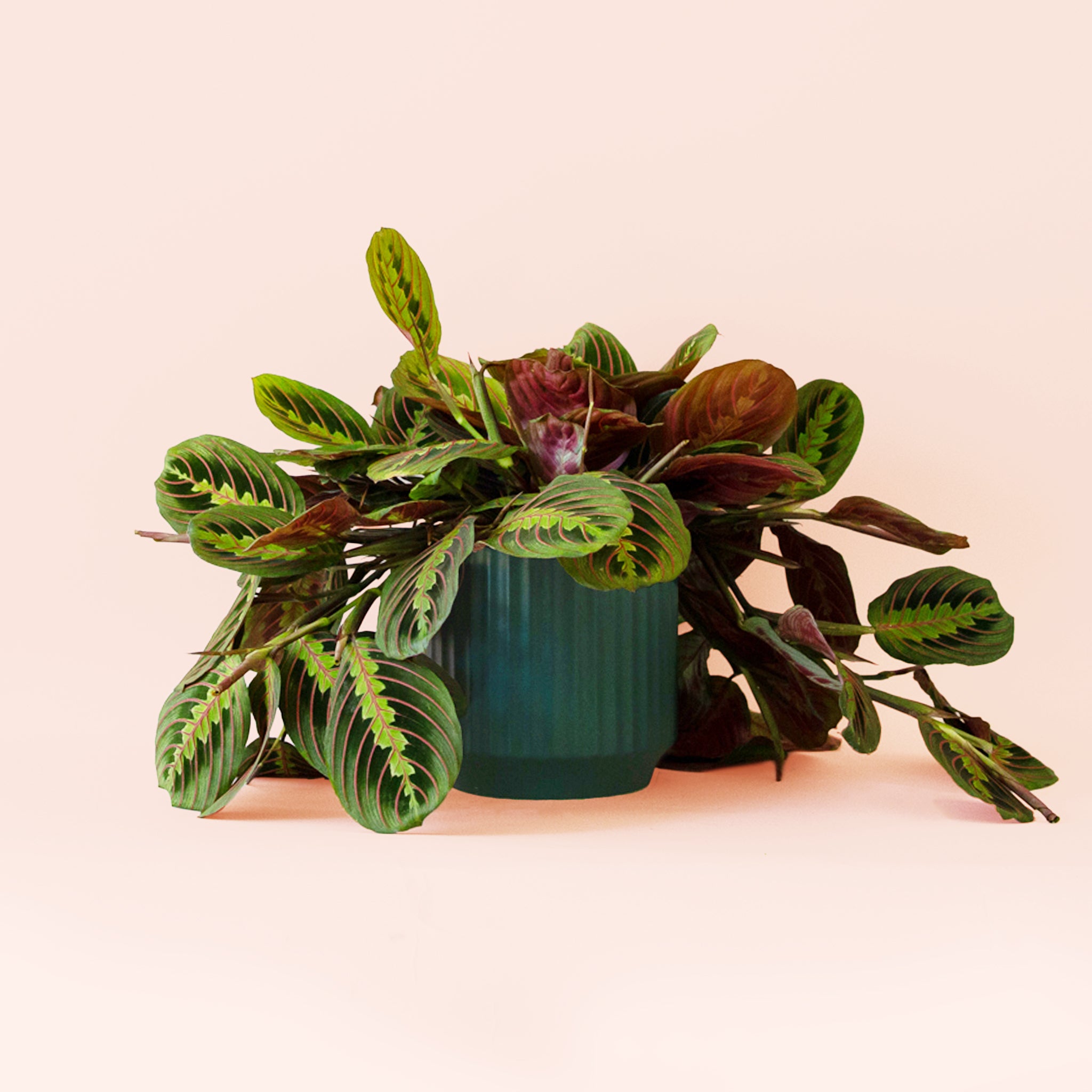 Maranta | Prayer Plant | Red