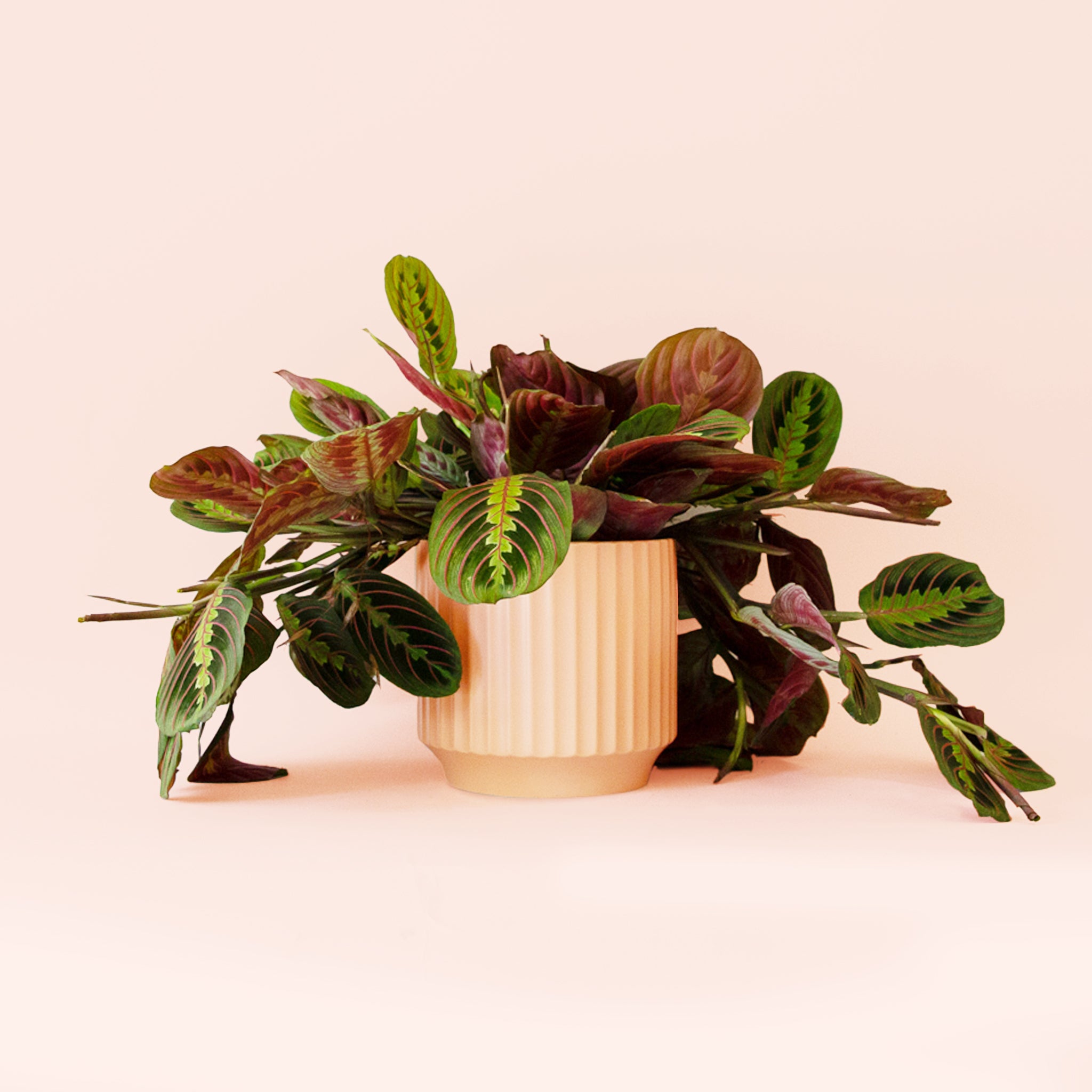 Maranta | Prayer Plant | Red