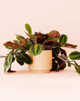 Maranta | Prayer Plant | Red