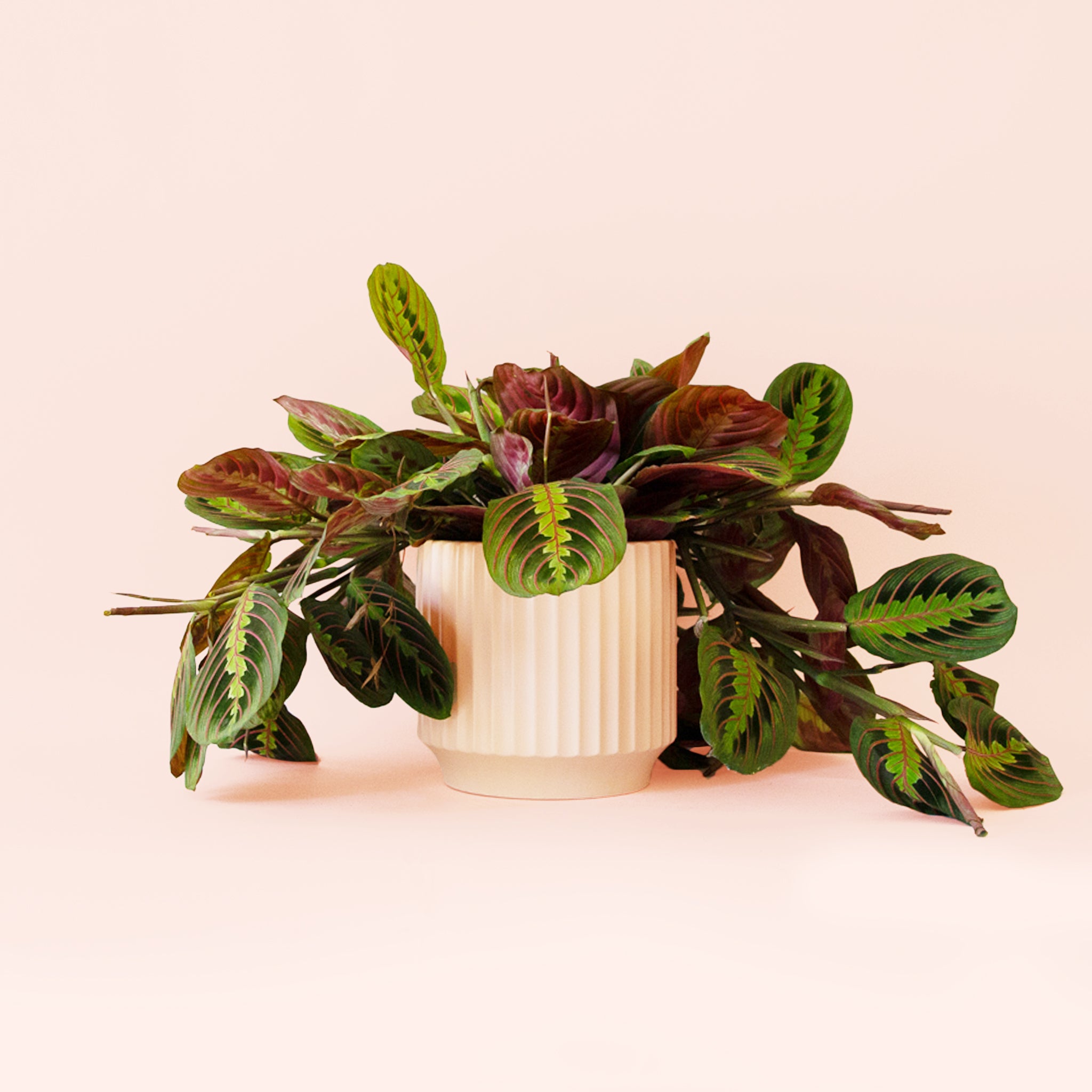 Maranta | Prayer Plant | Red