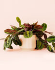 Maranta | Prayer Plant | Red