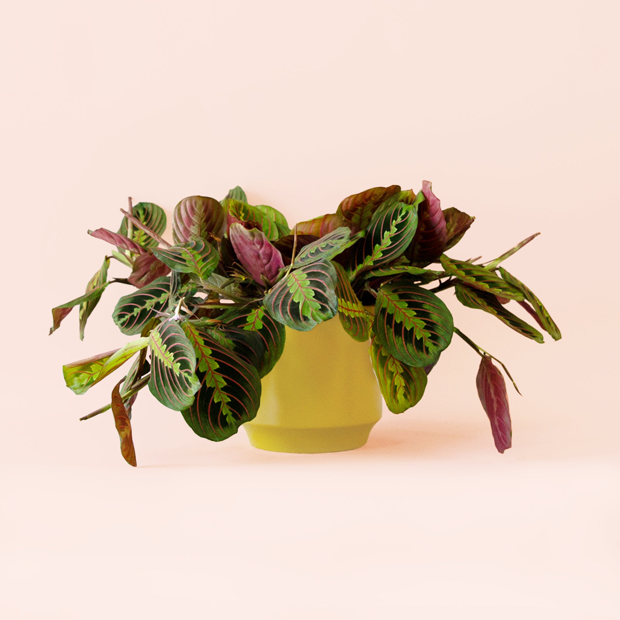 Maranta | Prayer Plant | Red