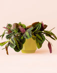 Maranta | Prayer Plant | Red