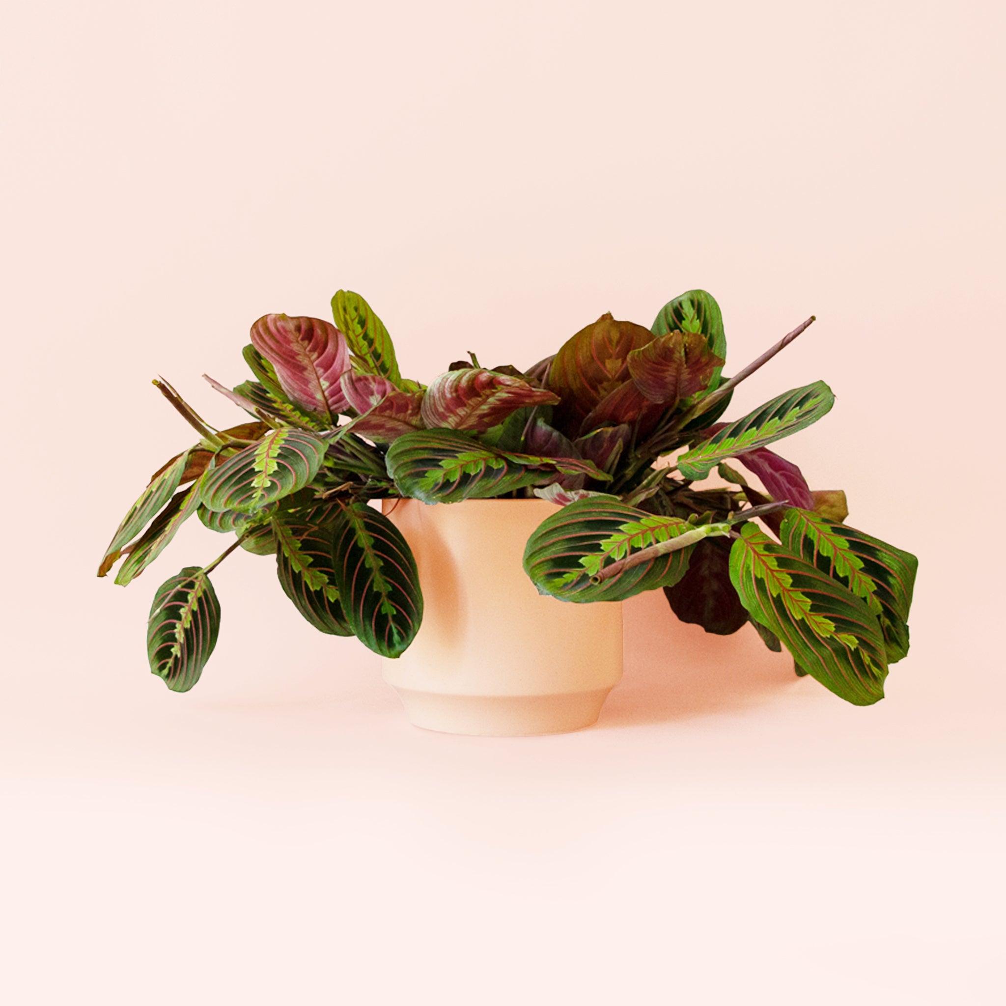 Maranta | Prayer Plant | Red