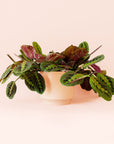 Maranta | Prayer Plant | Red