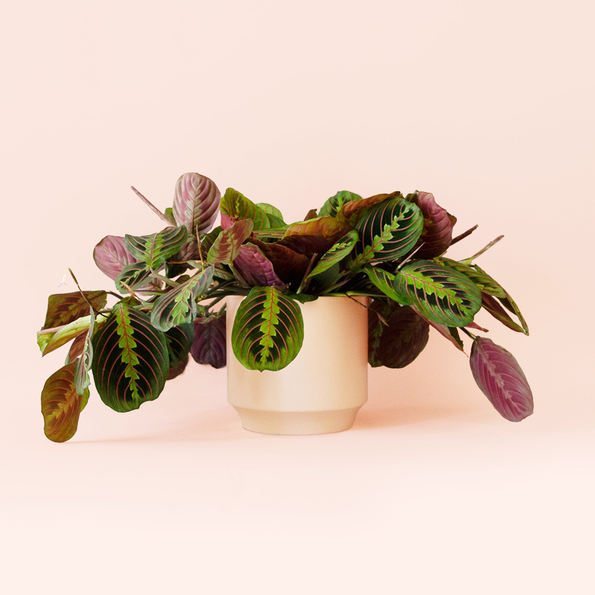 Maranta | Prayer Plant | Red