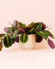 Maranta | Prayer Plant | Red