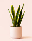 Sansevieria | Laurentii