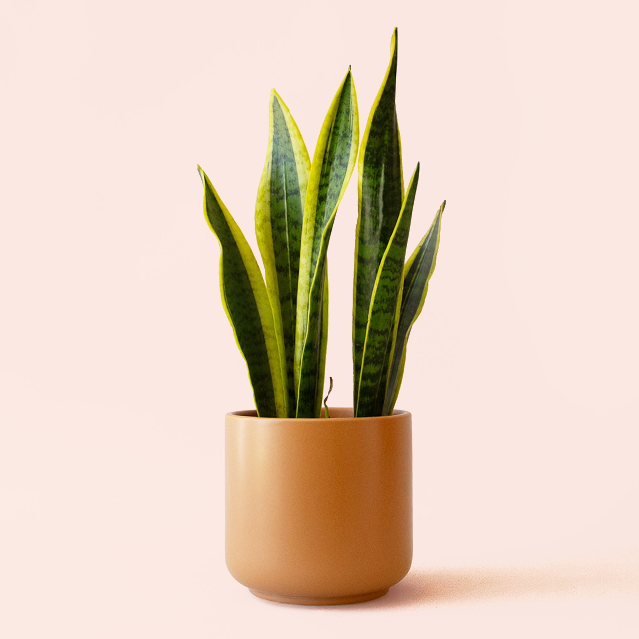 Sansevieria | Laurentii