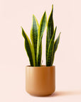 Sansevieria | Laurentii