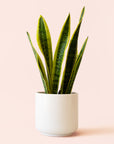 Sansevieria | Laurentii