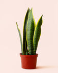 Sansevieria | Laurentii