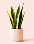 Sansevieria | Laurentii