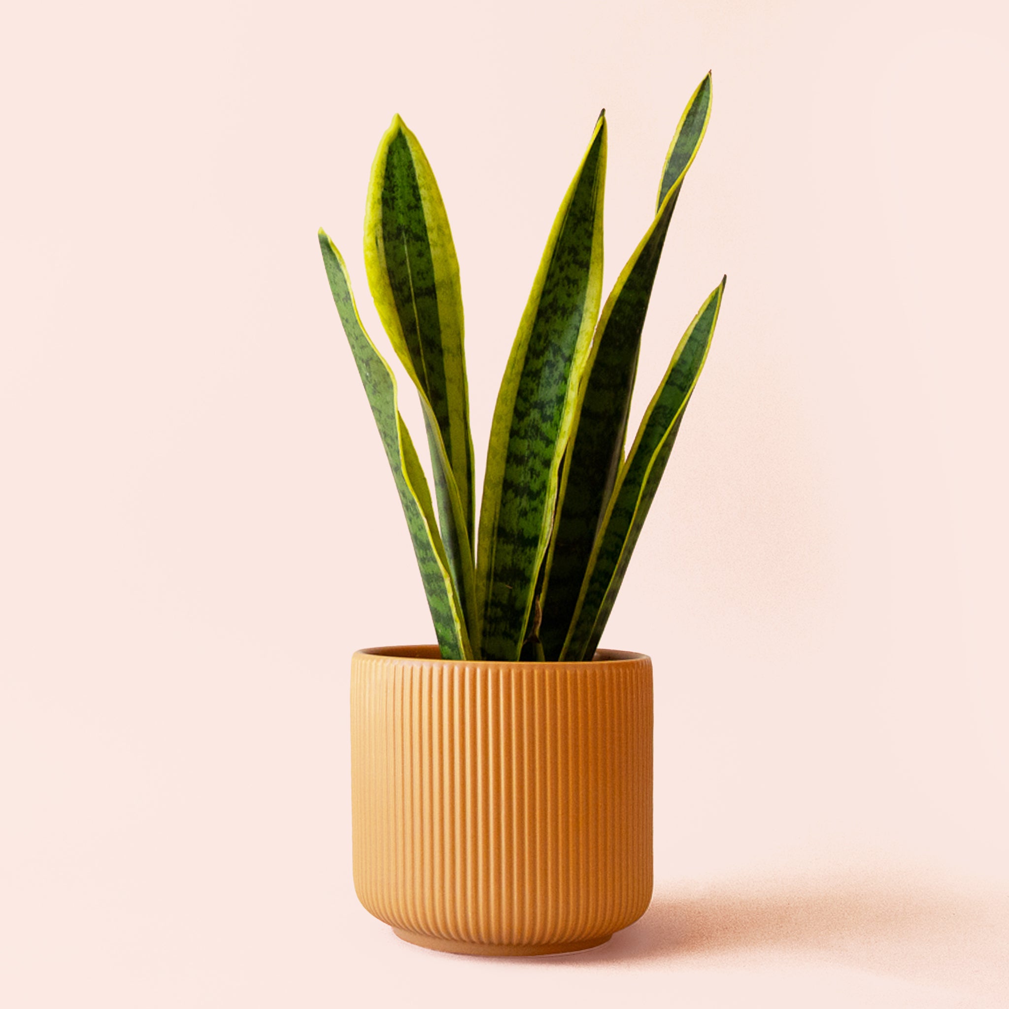 Sansevieria | Laurentii