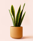 Sansevieria | Laurentii