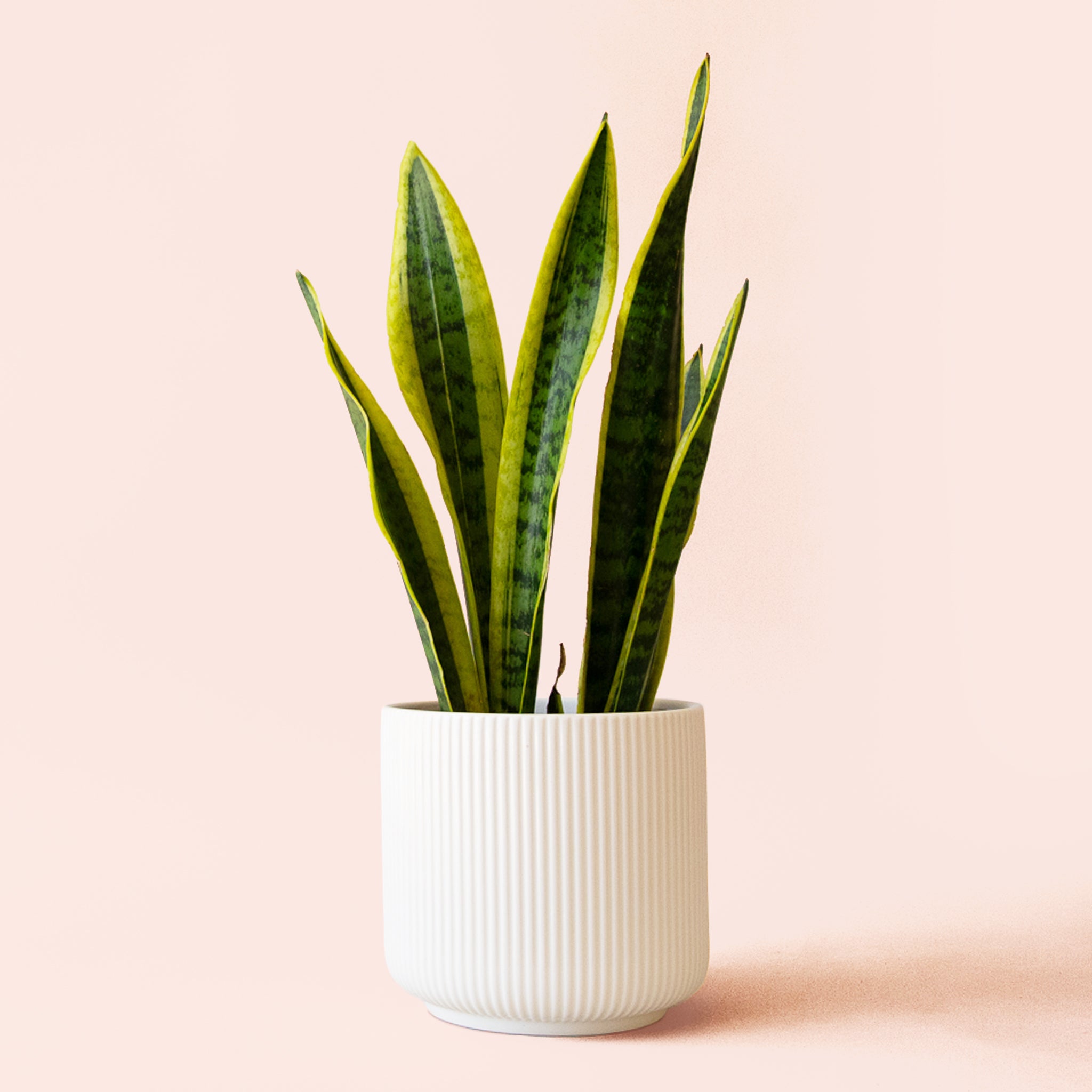 Sansevieria | Laurentii