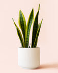 Sansevieria | Laurentii