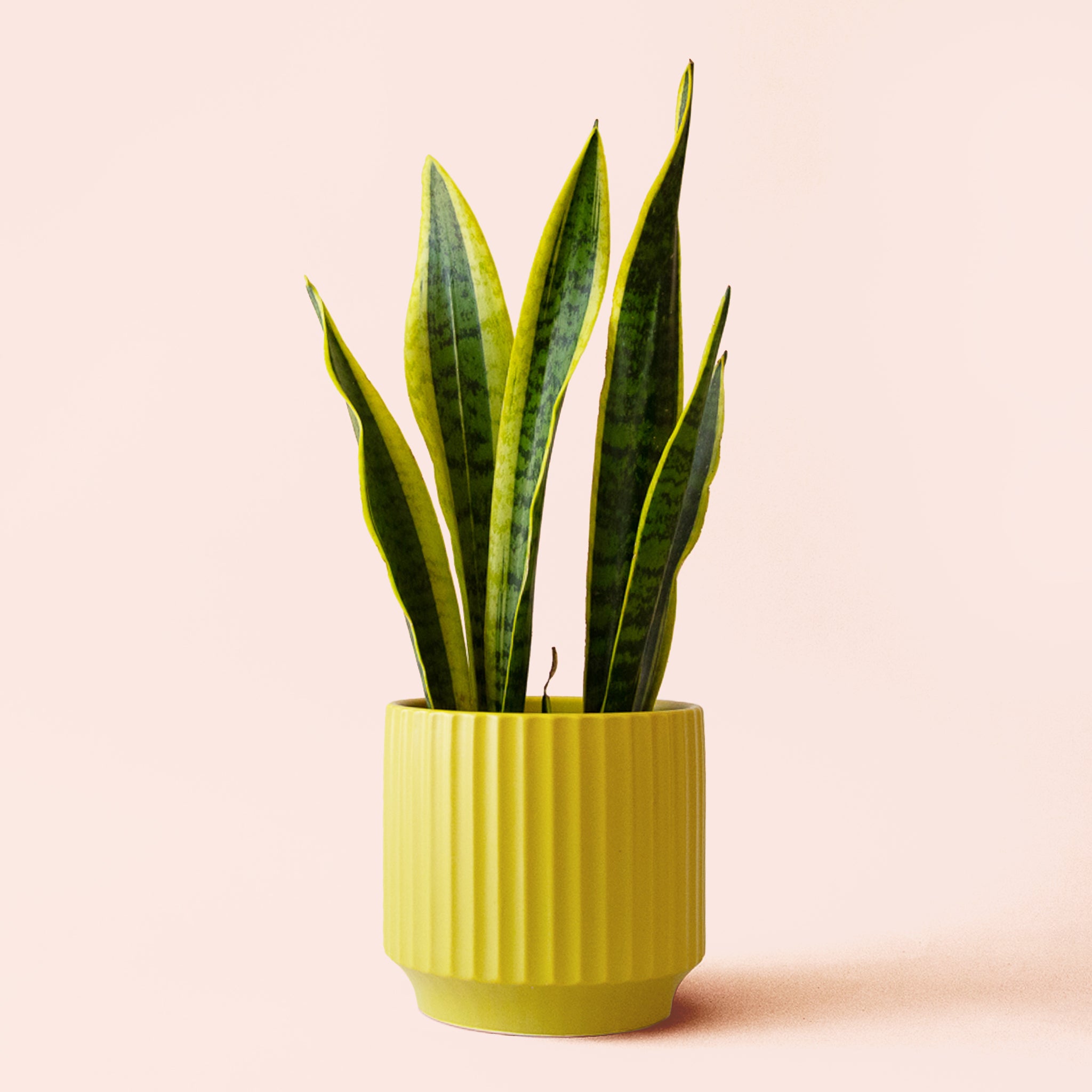 Sansevieria | Laurentii