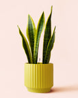 Sansevieria | Laurentii