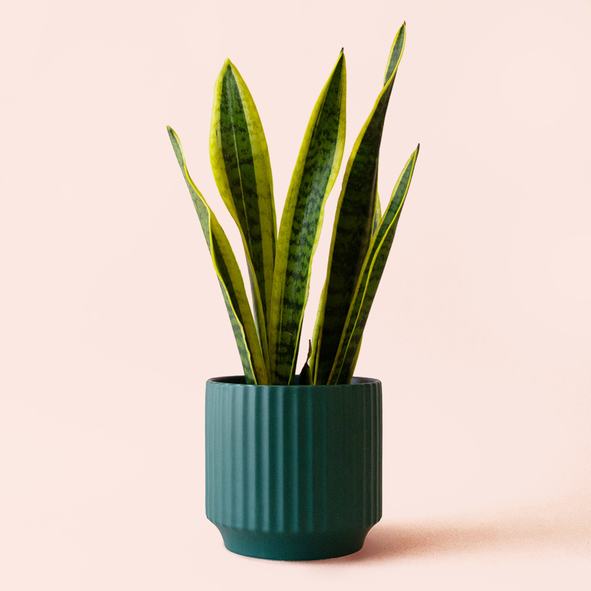 Sansevieria | Laurentii