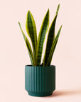 Sansevieria | Laurentii