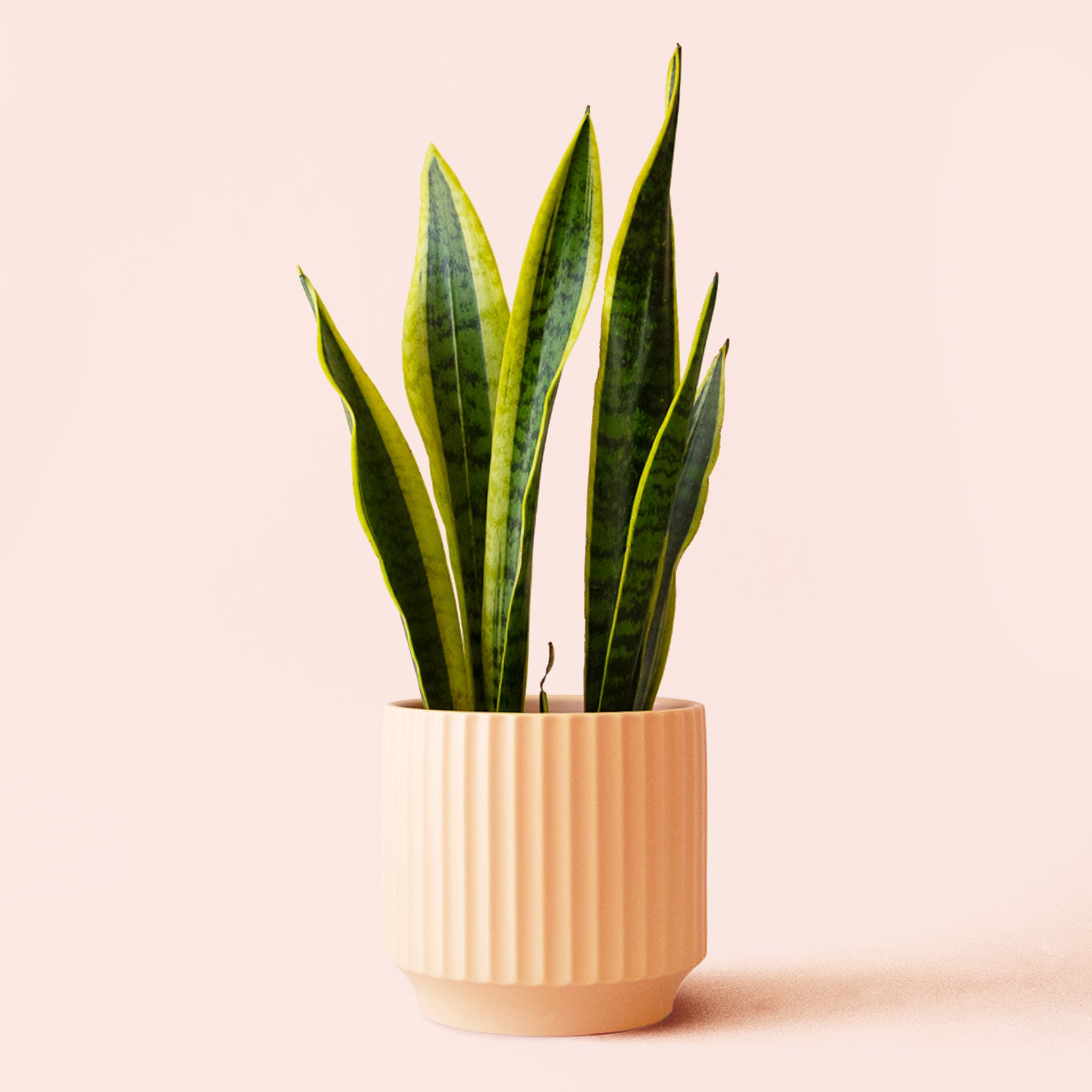 Sansevieria | Laurentii