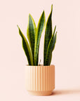 Sansevieria | Laurentii