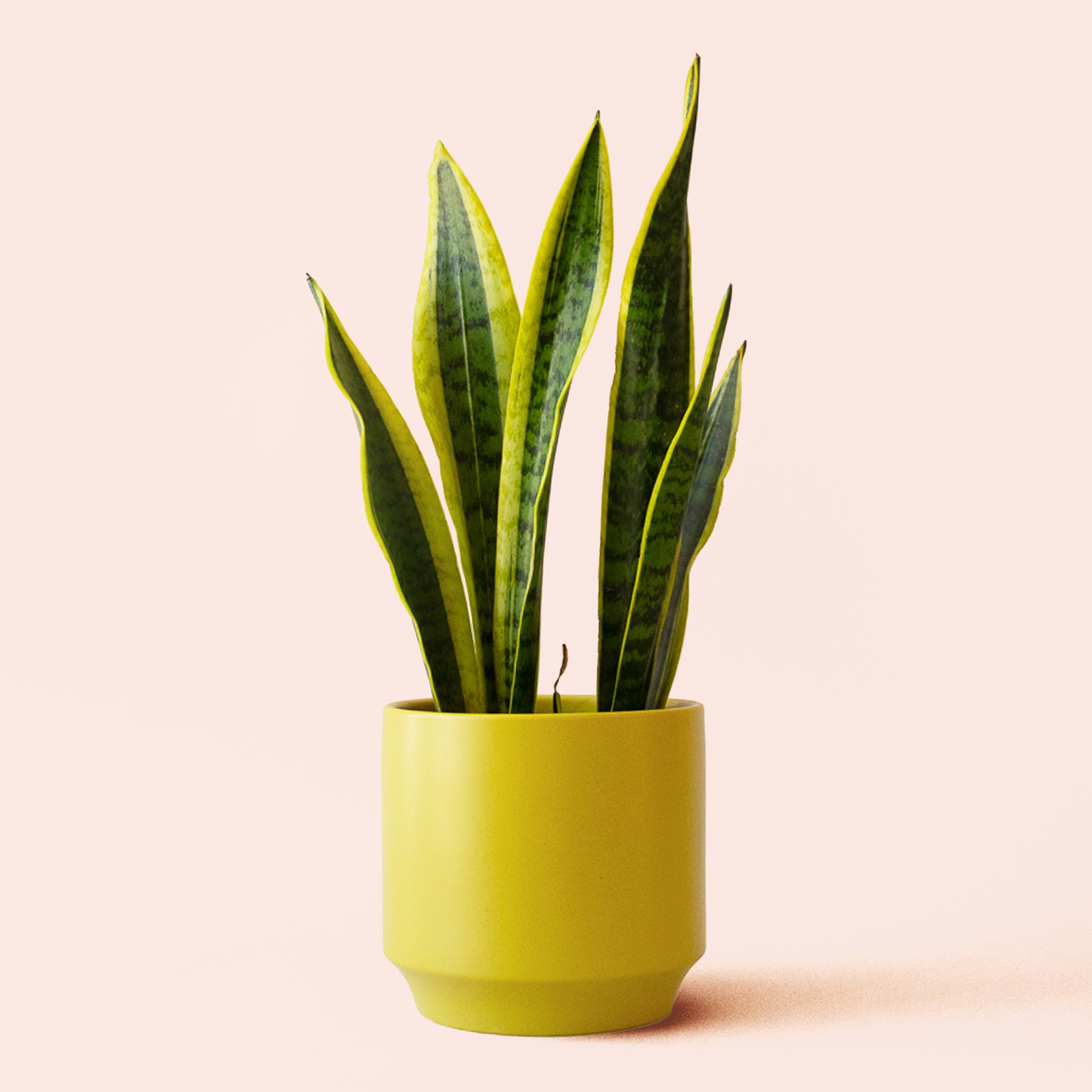 Sansevieria | Laurentii