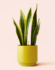 Sansevieria | Laurentii