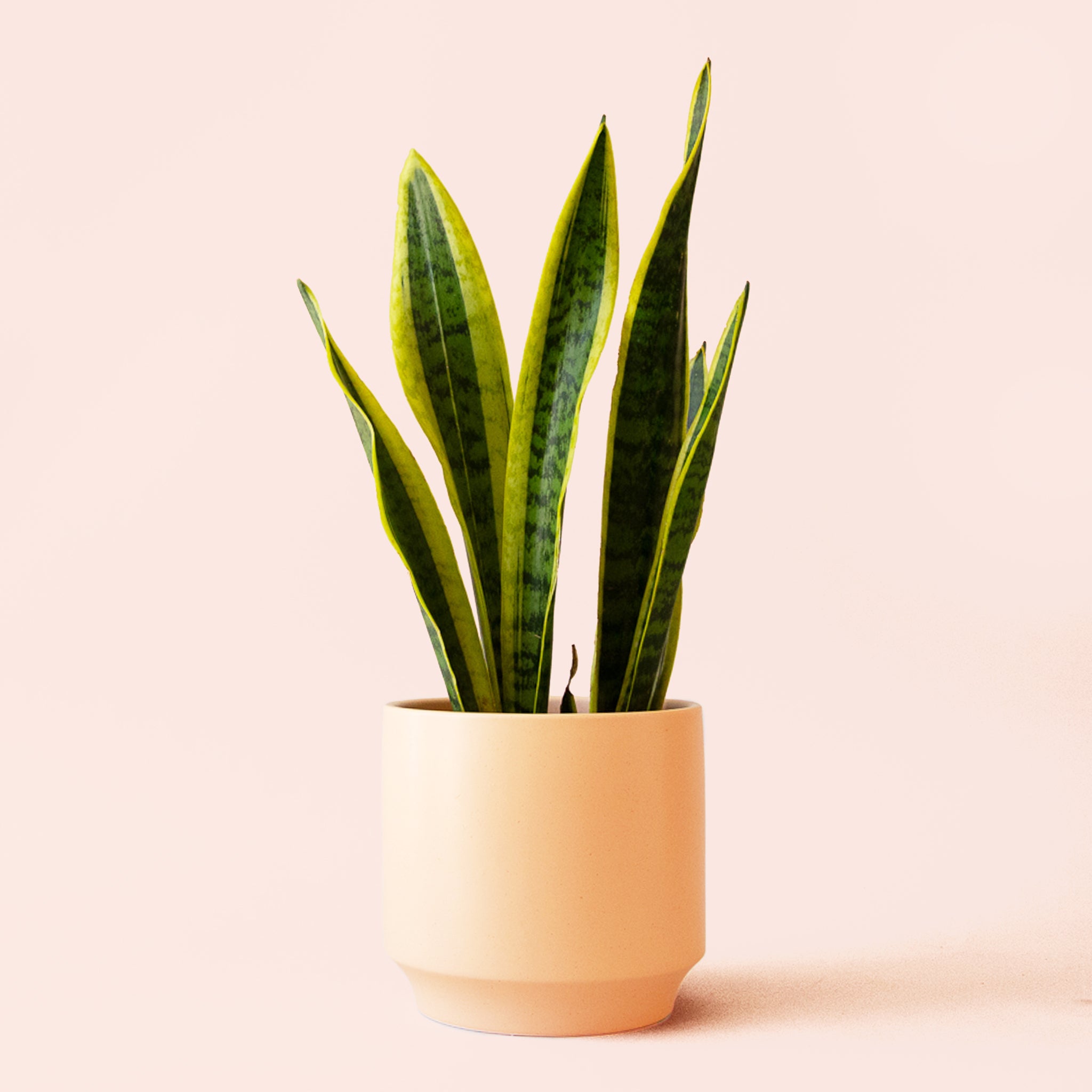 Sansevieria | Laurentii