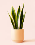 Sansevieria | Laurentii