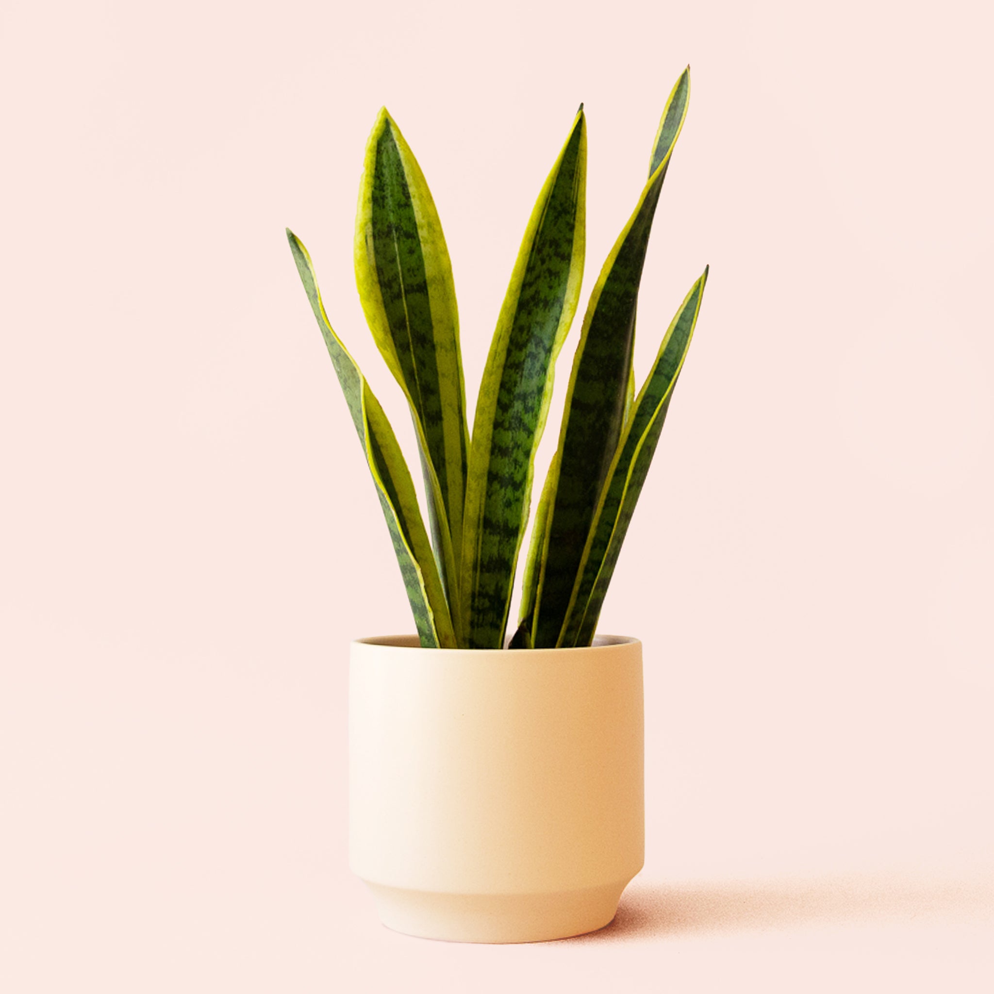 Sansevieria | Laurentii