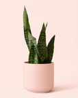 Sansevieria | Zeylanica