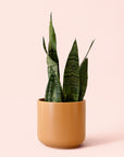 Sansevieria | Zeylanica